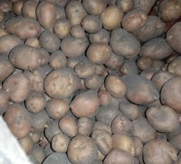 Продам домашню велику та насіневу картоплю