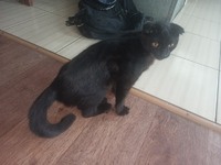 Чорний котик Чарльз шукає нового господаря