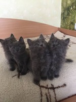Сірі кошенятя-котики безкоштовно
