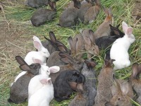 Подам кроликов 3-4 месяца помесь
