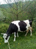 Корова 🐄