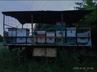Продам бджоли і бджолопакети