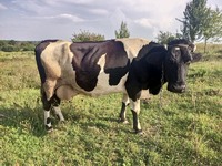Продам ківну корову з 9 телям