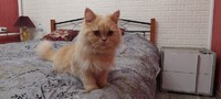 Кішка перської породи шукає котика для в'язки
