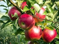 Продаю яблука першого сорту на опт з власного саду