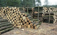 Продам дрова колотые и не колотые