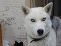 Пропала собака Крым г. Джанкой