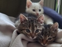 Троє котячих дітей