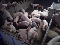 Свиноферма реалізує Поросята на відгодівлю (Велика Біла + Ландрас)  (мясна порода)