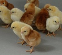 Продам добових курчат-півників Ломан Браун