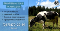 Закупівля ВРХ корів та молодняка (Золотоніський район, Чорнобай)