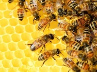 Продаю пчелосемьи