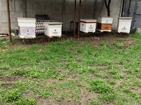 Бджоли разом з вуликами