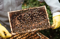 Продам бджоли, бджолині сім`ї з вуликами