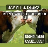 Куплю Коров Быков Коней