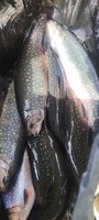 Риба форель -голец