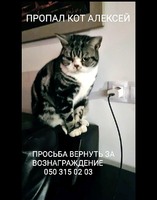 Пропал кот Алексей
