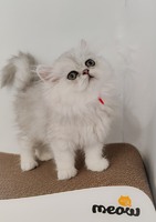 Сріблясті шиншилли перськи кошенята