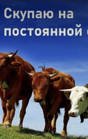 Куплю дорогу худобу ( Коз, телят, коров, Быков, Баранов та коней )