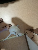 Знайдена на вулиці кішка білої масті, стерилізована, з чудовим спокійним характером шукає дім. Ходить в лоток, їсть все.