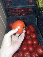 Продам помідори транспортабельні