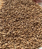 Пшениця суха. Урожай 2023