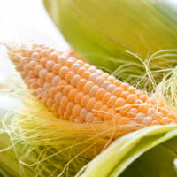 Зерно кукурудзи Оржиця 237 МВ
