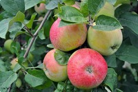 Продаж саджанців яблук з власного розсадника