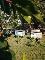 Продам бджолопакети(Полтавська область)