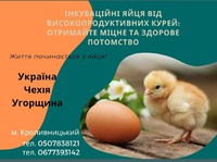 Інкубаційні яйця від високопродуктивних курей та індиків