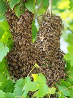 Пчелиные рои, пчелосемьи