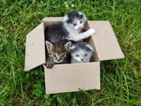 Віддам даром  трьох кошенят- хлопчиків у добрі руки!